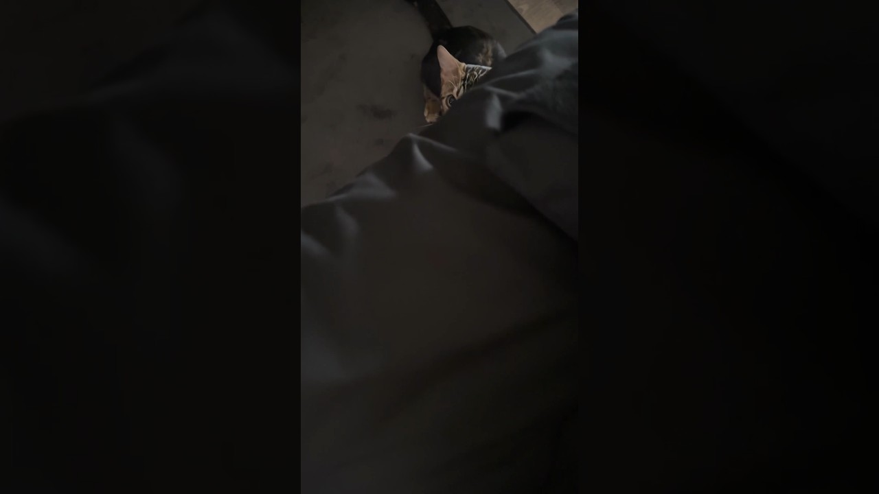 なにか視線を感じる…【子猫】 #shorts #猫 #ベンガル