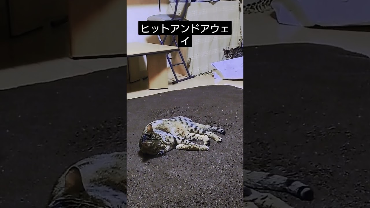 ベンガル猫　ベガとアル　#ベンガル #ベンガル猫 #かわいい猫 #猫動画 #ねこのいる生活 #ほのぼの #仲良し