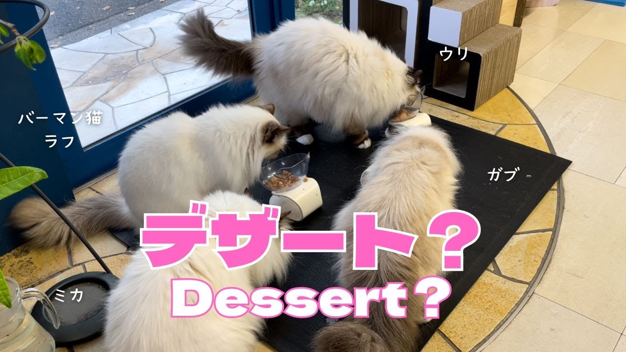 バーマン猫ミカとラフとウリとガブ【デザート？】Dessert？（バーマン猫）Birman/Cat