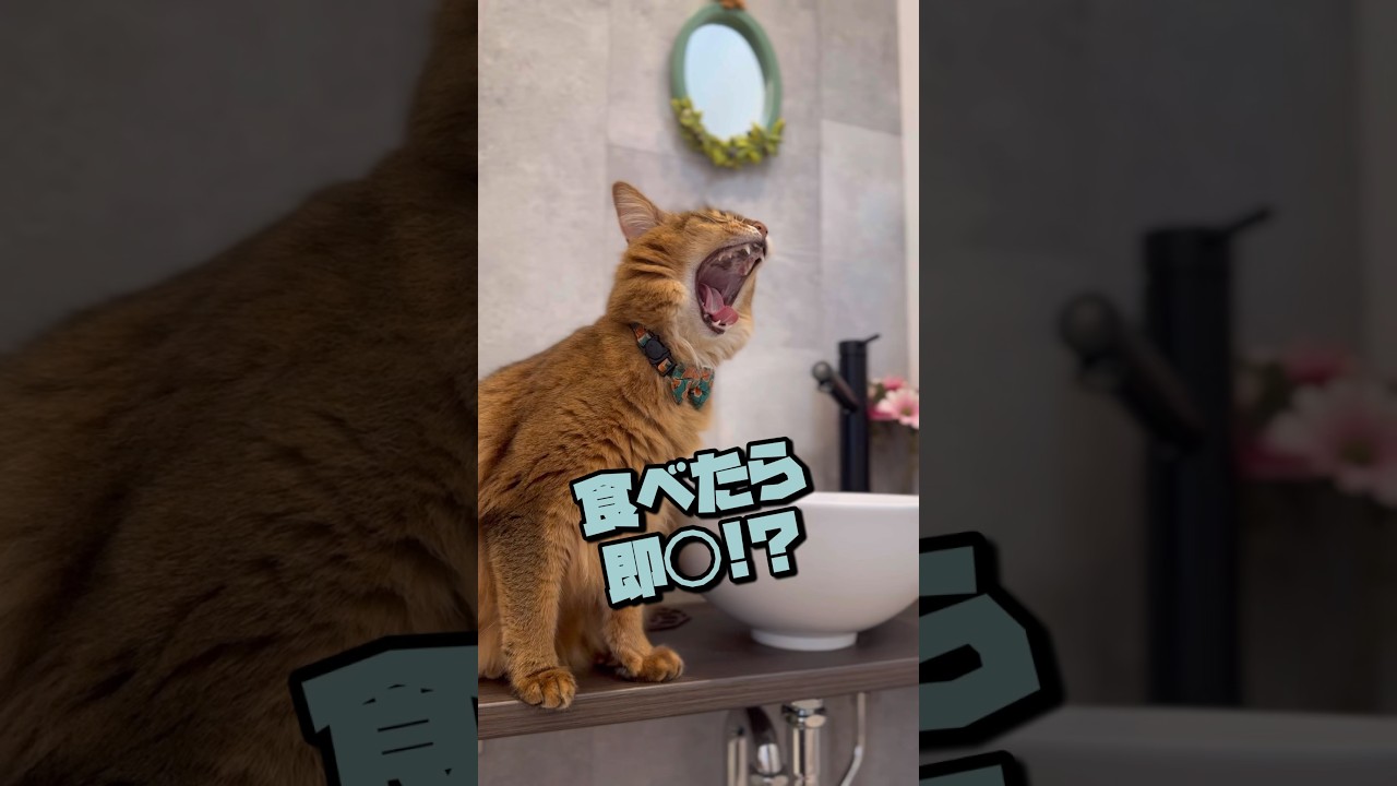 猫が食べると危険な植物