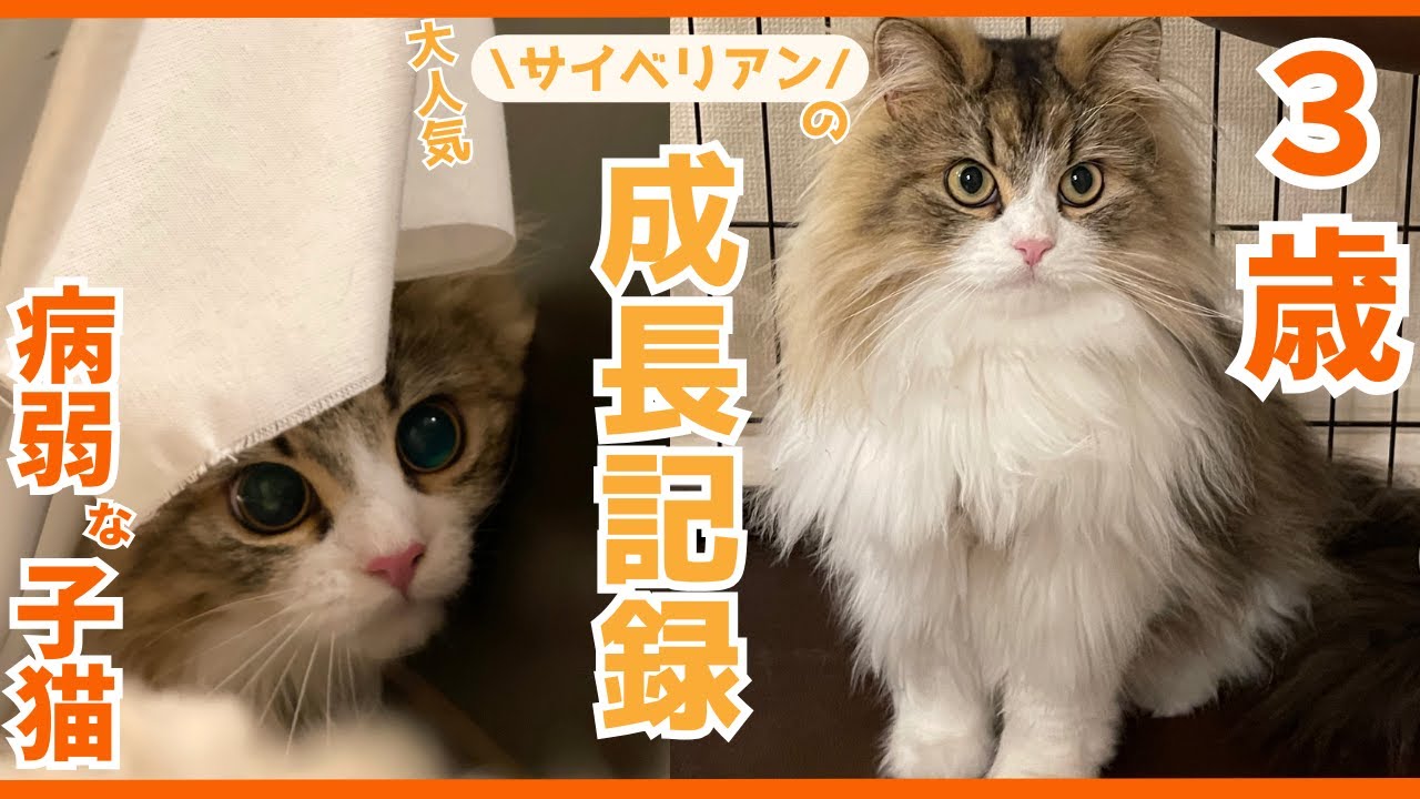 【子猫がまさかの成長】病弱で怖がりの子猫がサイベリアンのデカ猫に育つまでの3年間