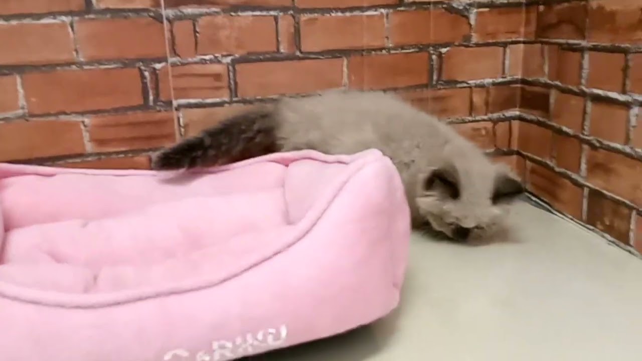 677156 ヒマラヤン