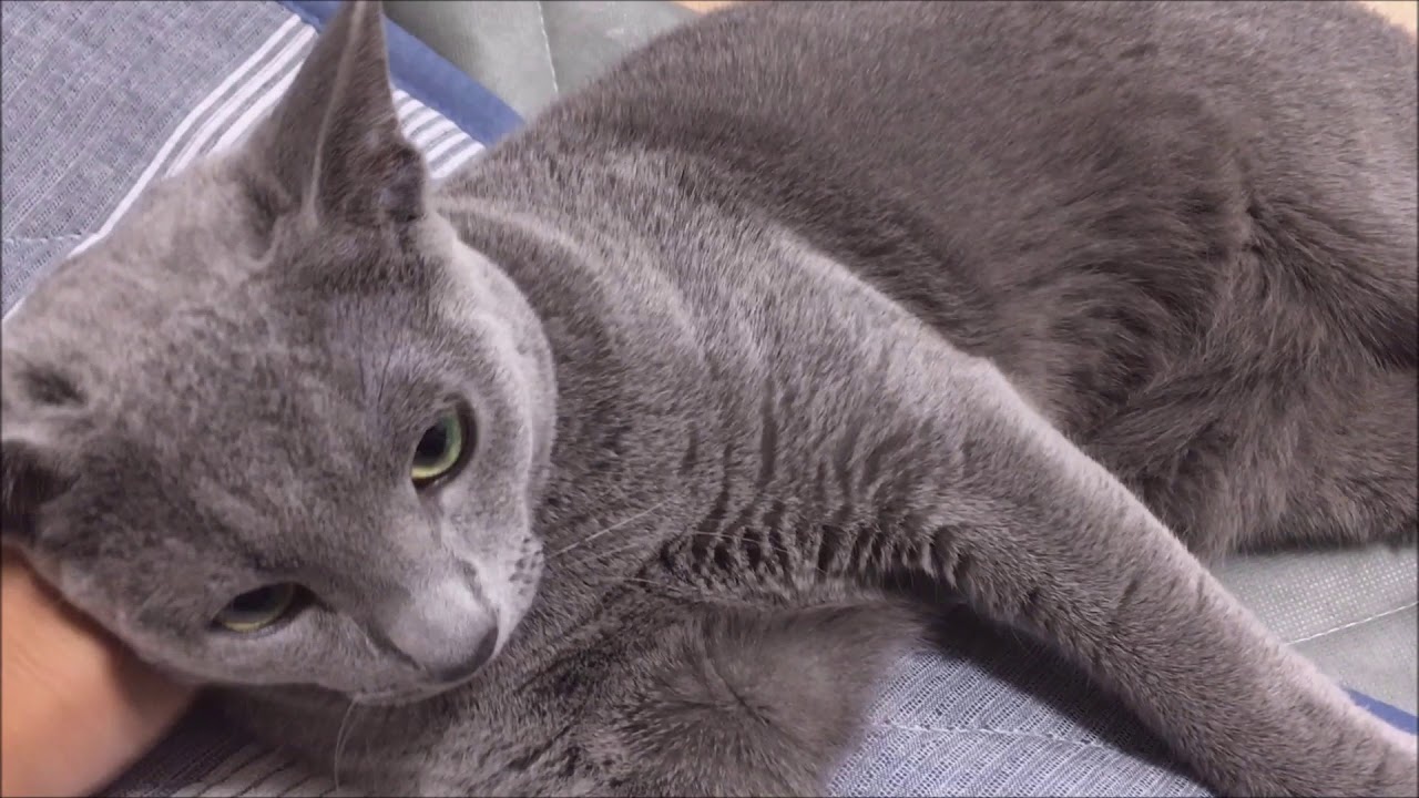 甘えん坊に育ったロシアンブルー（生後７ヶ月）