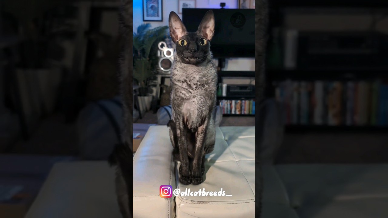 Cornish rex #cat #catbreeds #ytshorts #shorts #cornishrex #viral #vampirecats #breeds #cute