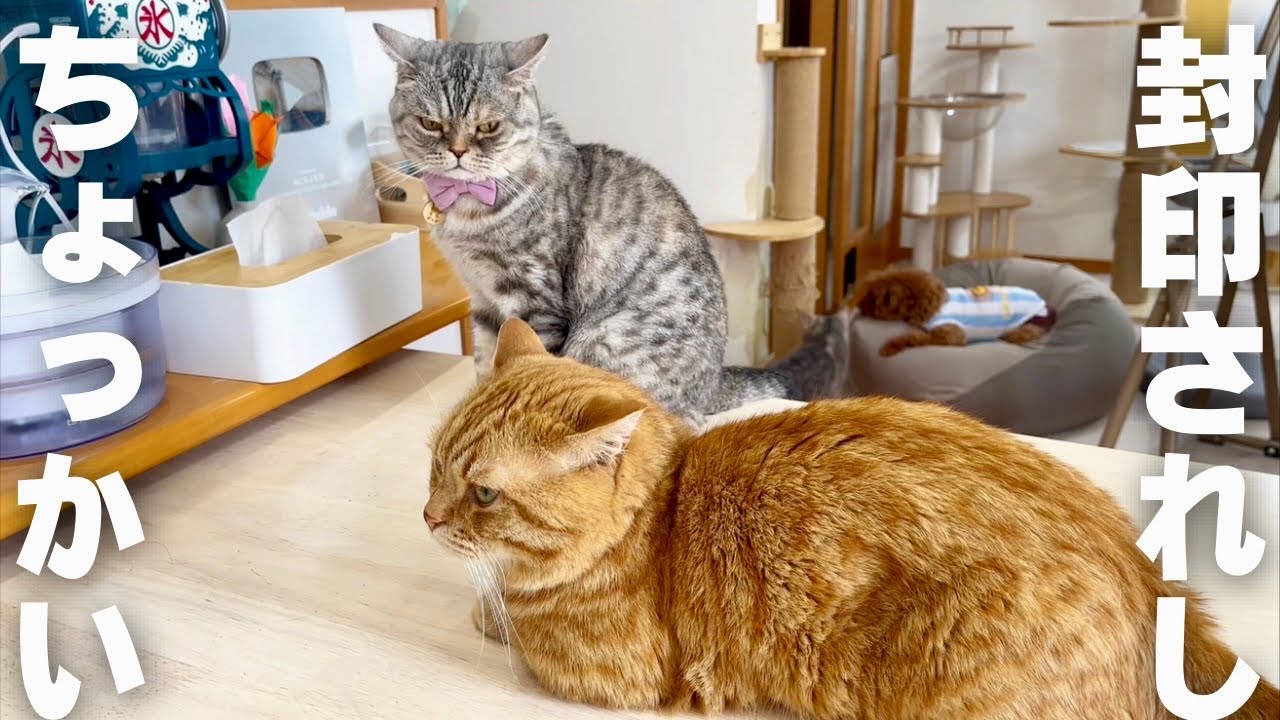 封印されたちょっかい #猫 #マンチカン