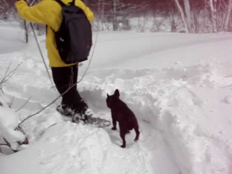French bulldog ADRIANO　スノーシューで飼い主の間を歩く編