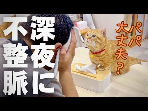 深夜に不整脈になったら猫たちが... #猫 #マンチカン