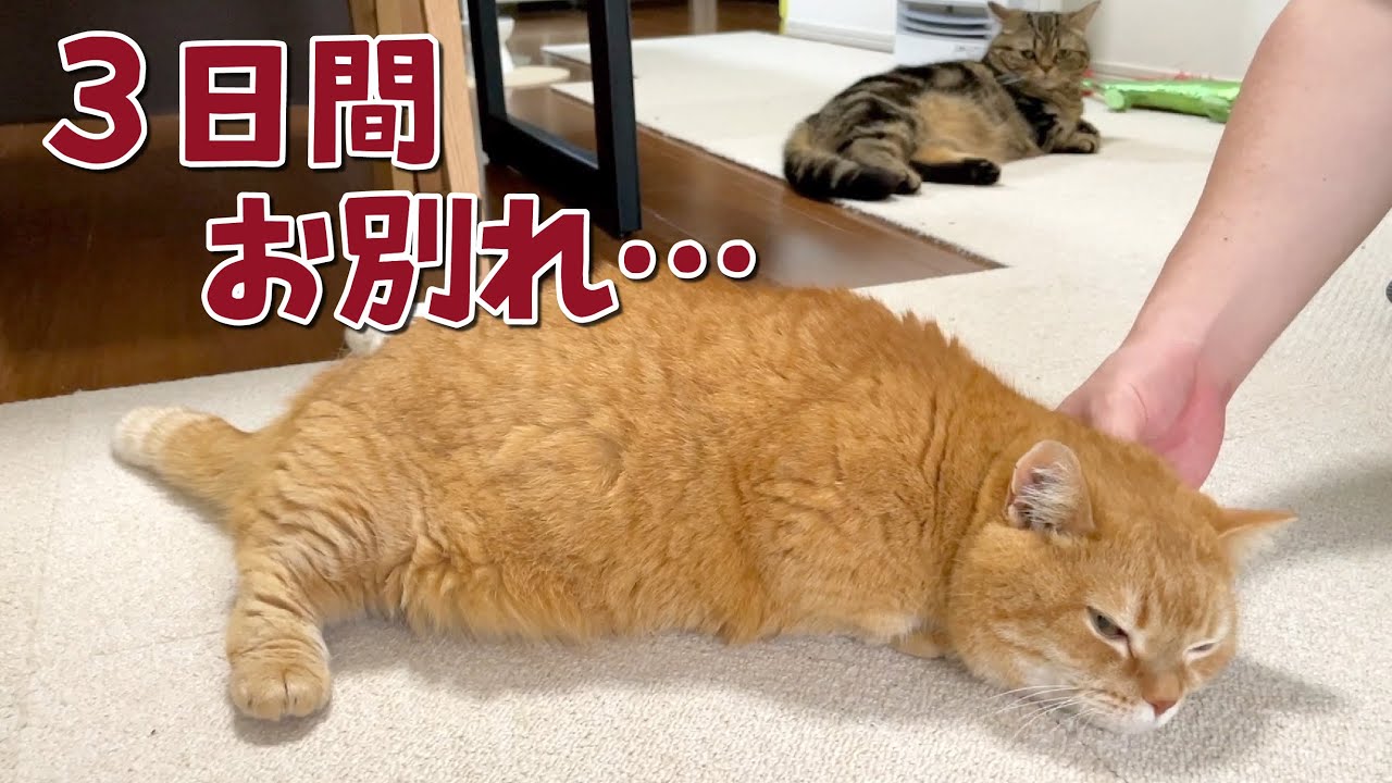 パパのお見送りの順番待ちをする猫が可愛すぎる…！