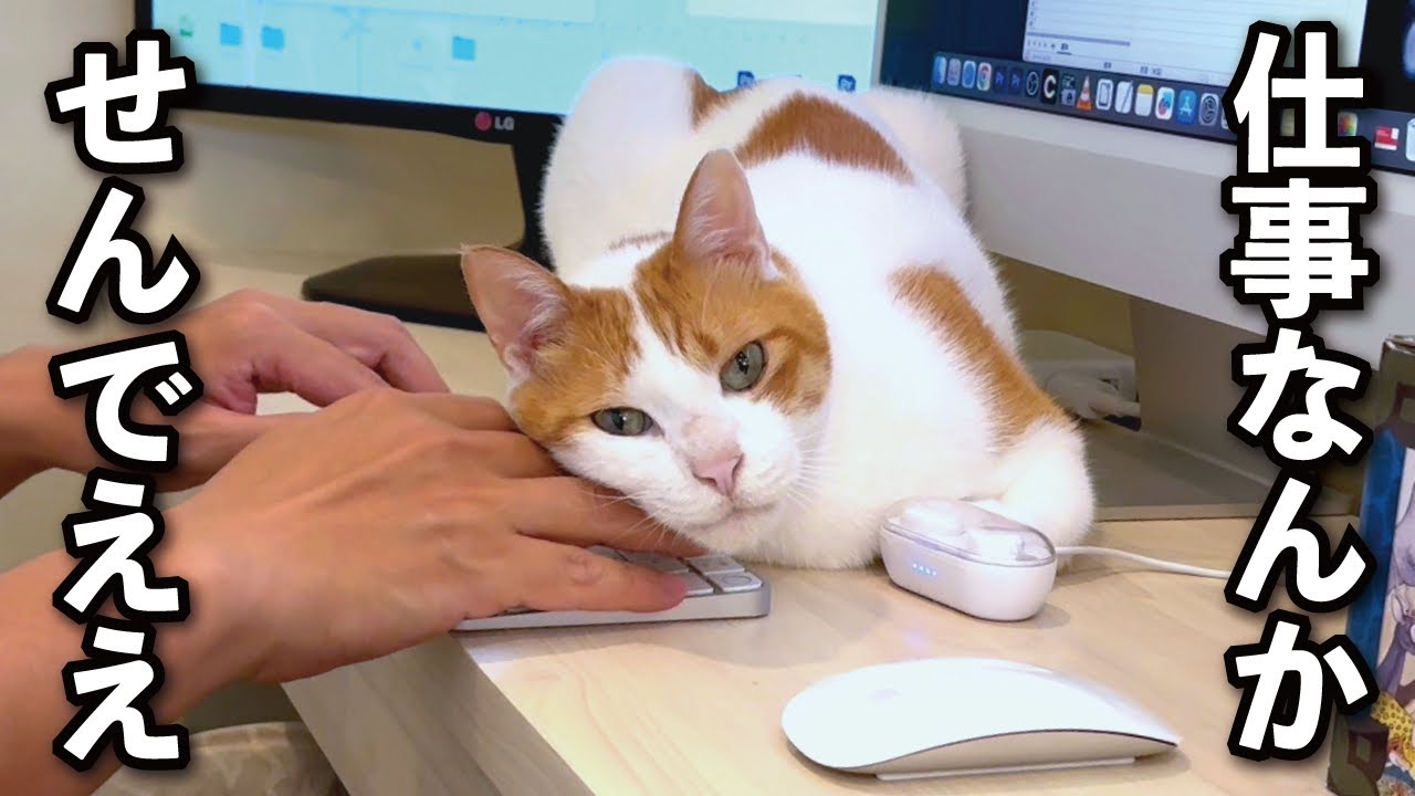【甘えんぼ猫】ニヤリ…仕事のやる気を吸い取りに来る！確信犯な猫