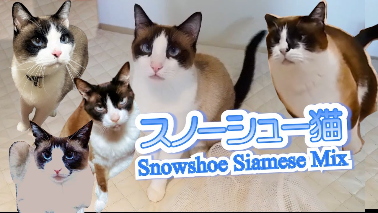 スノーシューという猫種を知っていますか？ Snowshoe cat breed