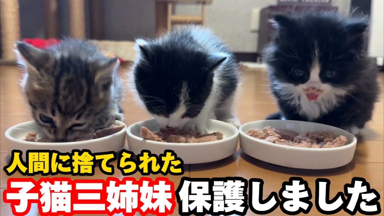捨てられた子猫3匹を保護したら嬉しいことが起こりました