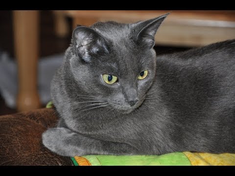 銀色に輝く「ロシアンブルー」の猫ちゃんがかわいい♡～Russian Blue cat that shining in silver.