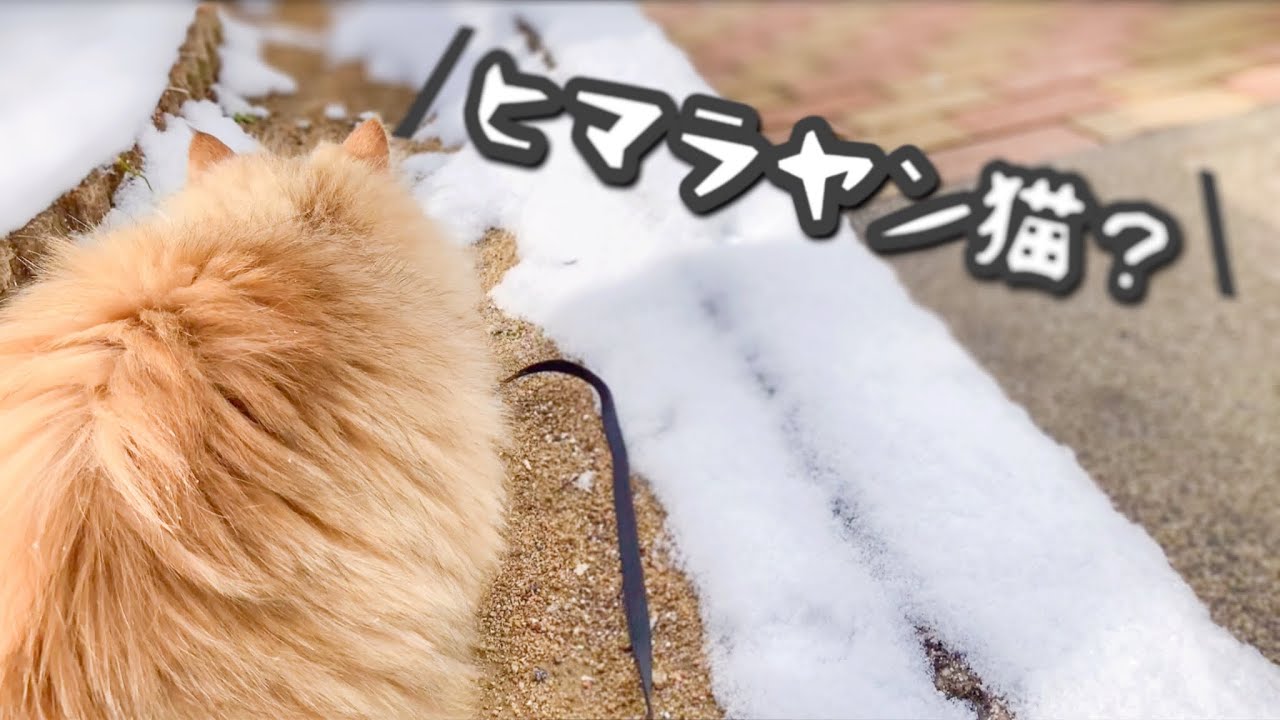 正月早々近所のおじさんにヒマラヤンと間違えられる猫