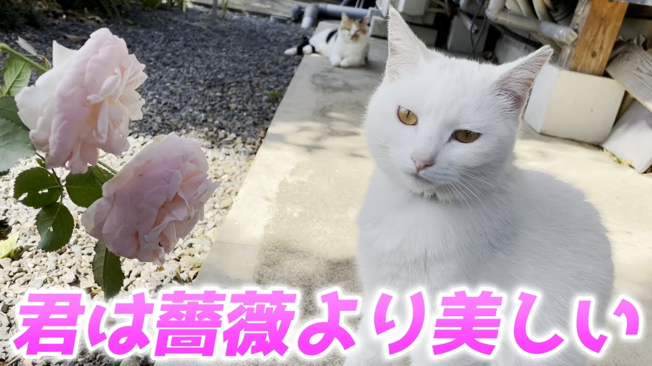 奇跡の美女親子猫と庭に咲いていた薔薇がマッチしすぎた件…♡[三毛母猫の子猫]