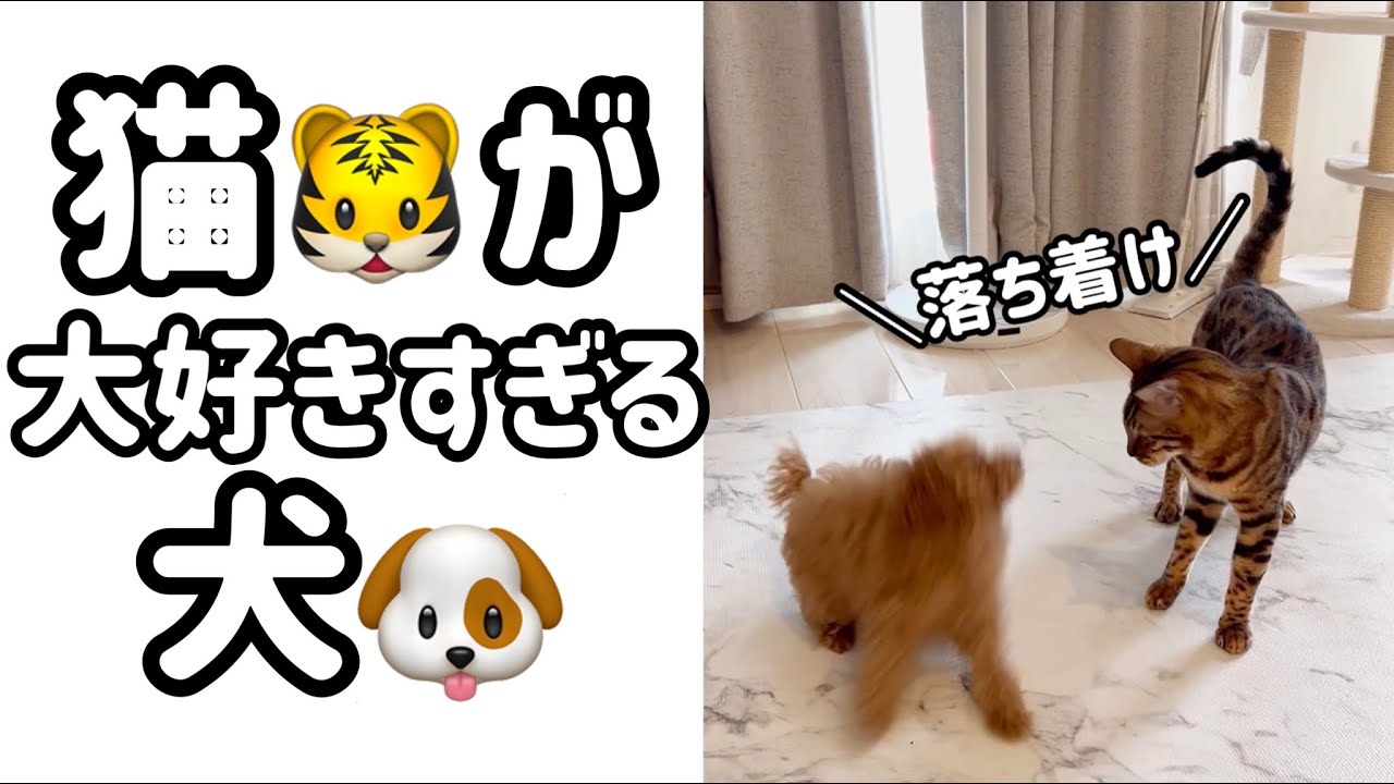 猫が大好きすぎる犬！先住猫のベンガル猫が大好きなトイプードル！
