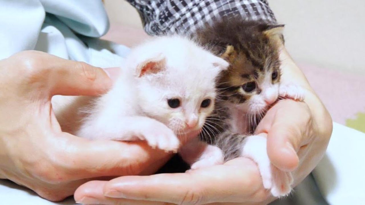 小さすぎる子猫達が膝の上でにゃんプロレスを繰り広げました【赤ちゃん猫　保護猫】
