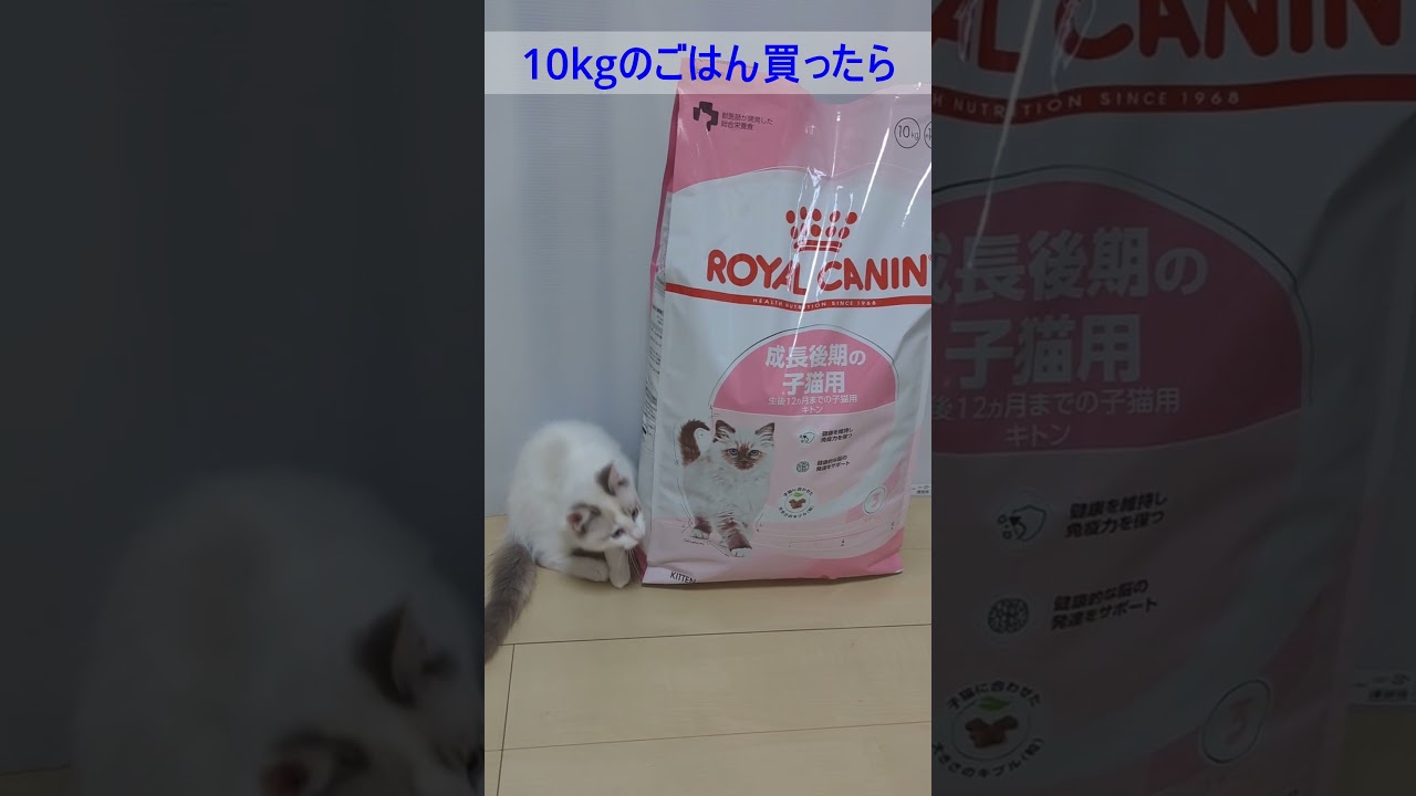 １０kgのごはん買ったら猫が小さくなった#ラグドール #ragdoll #ロイヤルカナン