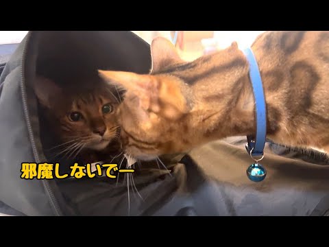 ぜーんぶ僕の！ニャイコパス全開猫さん
