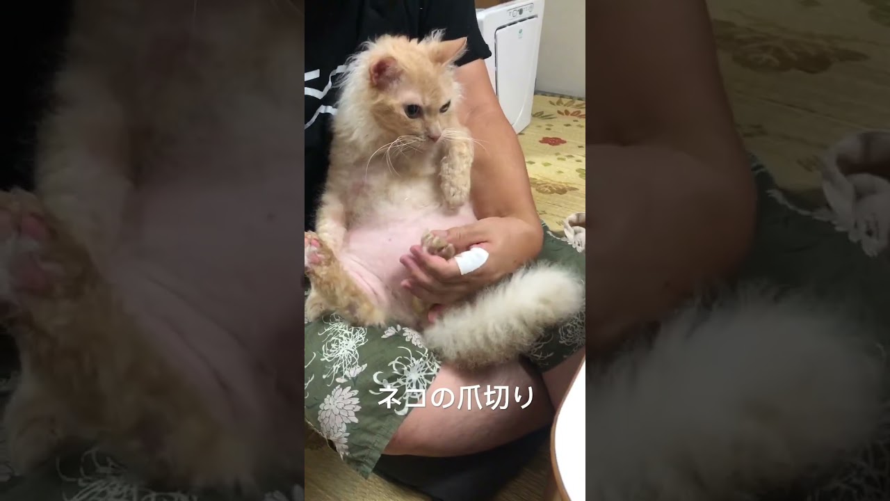 ネコの爪切り