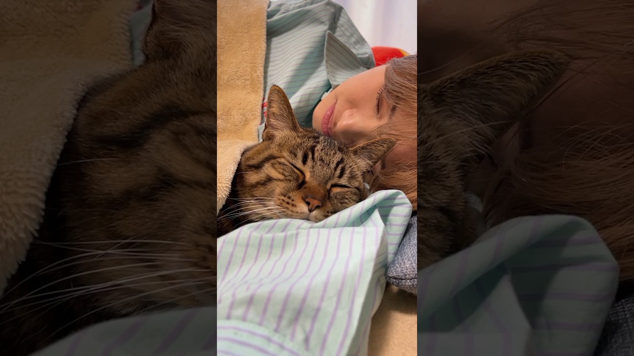 「大好きぃ…」　と、まるで赤ちゃんのように大好きなママに甘える猫