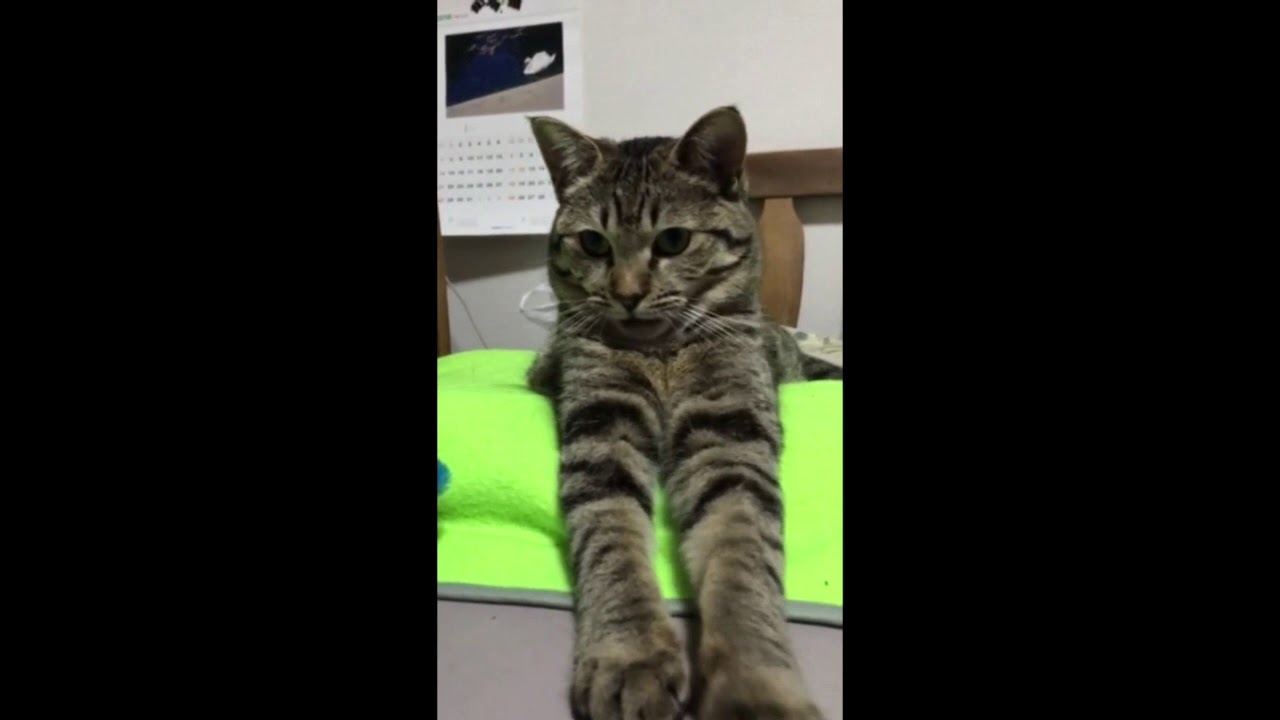スフィンクスねこ　A sphinx cat