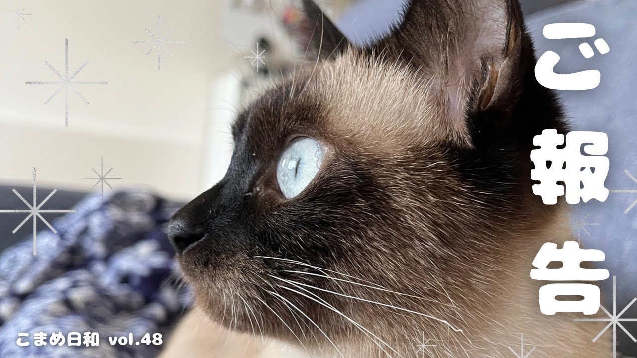 【ご報告】こまめさんについて【シャムミックス】