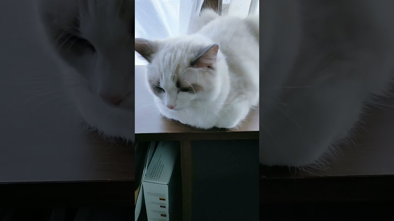 【ラグドール子猫 0歳4ヶ月】寝起きにコーヒーを見つめるマロ