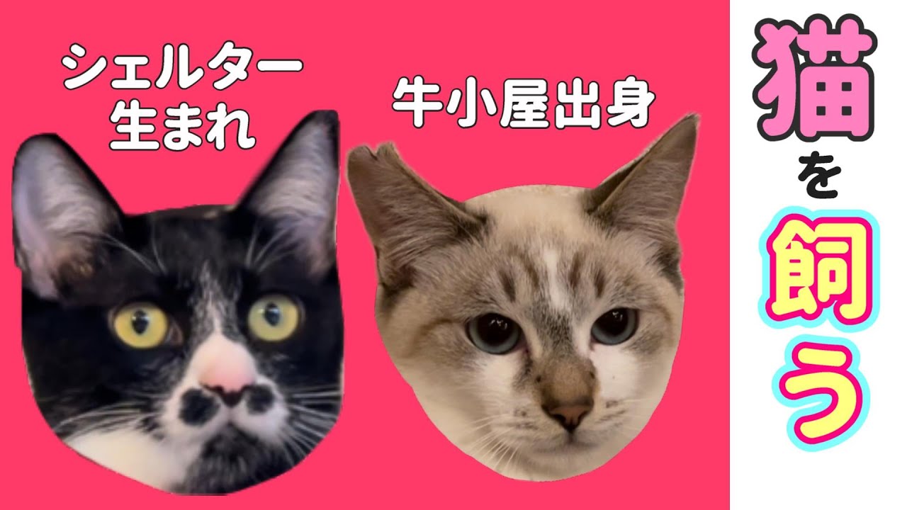 沖縄の牛小屋出身 シャム猫柄元ノラ猫と、シェルター生まれのかわいこちゃんを飼った初日。