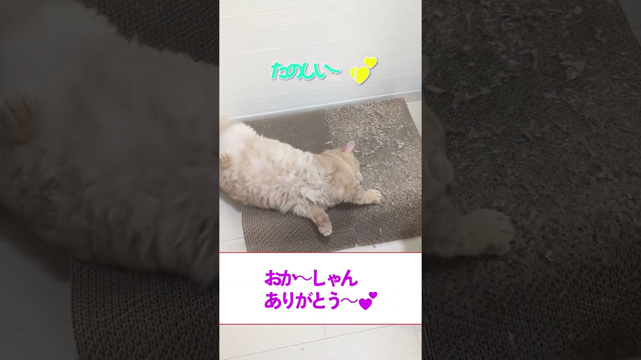 【ぽっちゃん家】本物を知る男　vol.36   #猫 #cat #funny#shorts #s