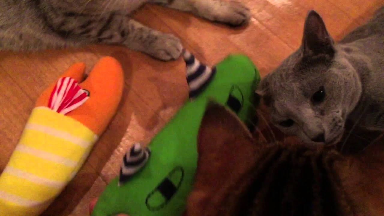 猫グッズ 試してみた！ ぬったら夢中編