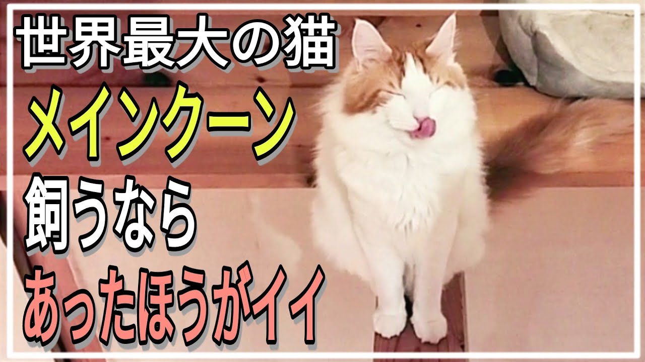 世界最大の猫メインクーンはキャットウォークが大好きです。