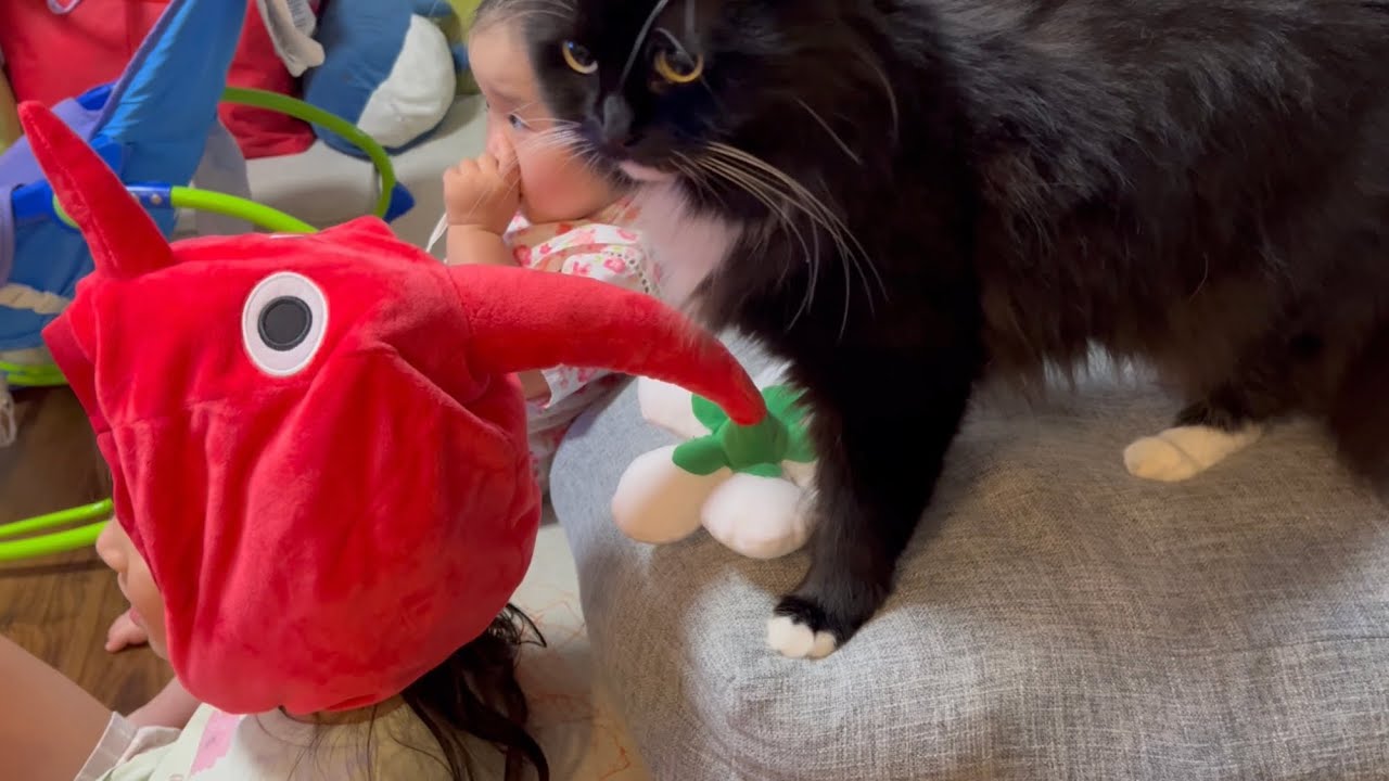お姉ちゃんの指示には従う猫　ラガマフィンA cat that follows his eldest daughter's instructions