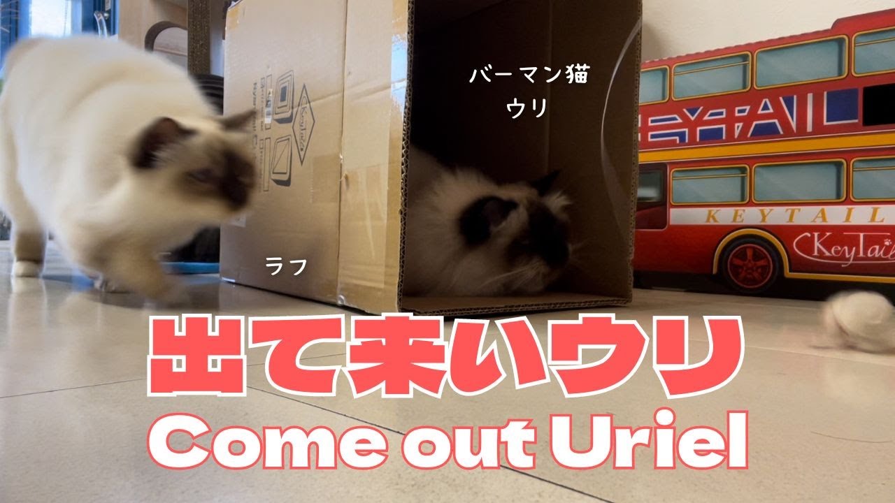 バーマン猫ウリ【出て来いウリ】Come out Uriel（バーマン猫）Birman/Cat