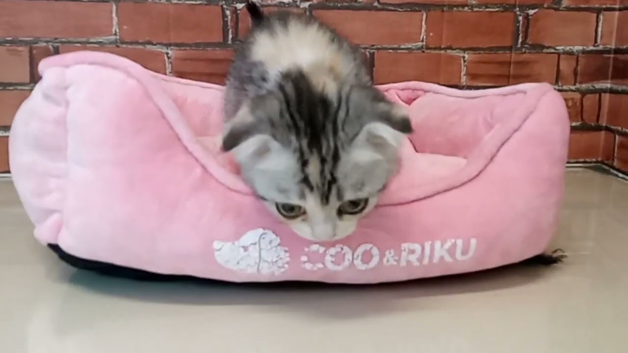 674989 スコティッシュフォールド