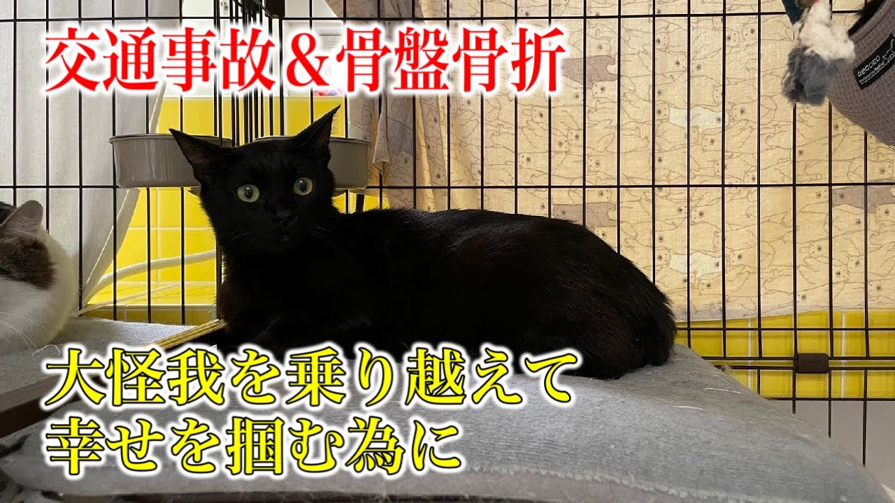 【交通事故による大怪我でセンターに収容された猫】幸せを掴む為に譲渡会へ