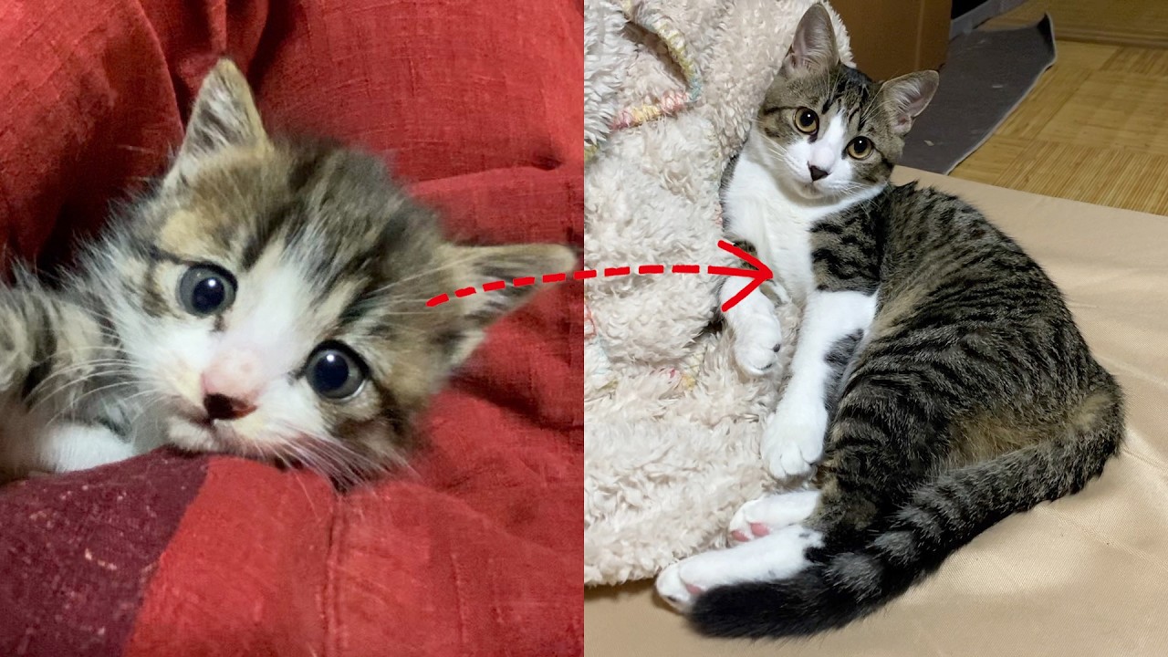【屋根裏で保護した子猫】１年間の成長記録〜強い絆で結ばれた家族の物語①〜