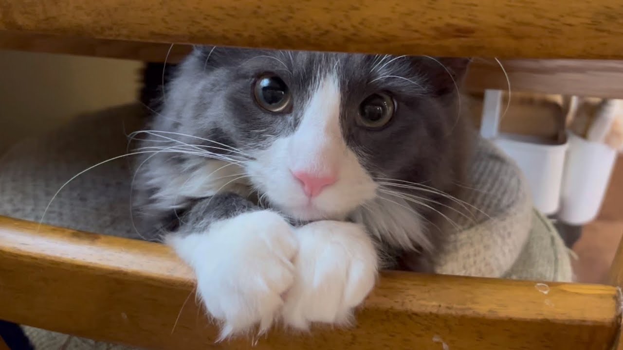 【元気💪🏻】ずっと遊んでいたい！！元気すぎるターキッシュアンゴラと優しいお兄ちゃん達www