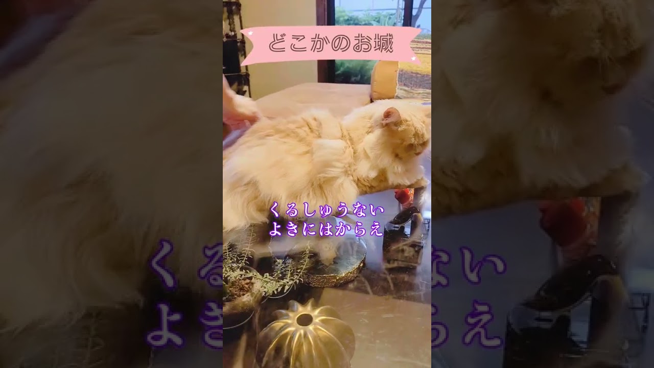気持ち良さそう～♪王様気分のラガマフィンちゃん #shorts