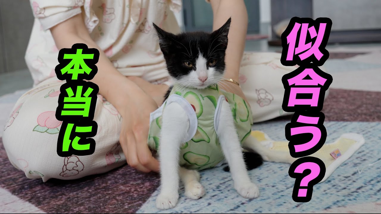 初めてママにシャツを着てもらった後ろ足が不自由な子猫の雨ちゃんの表情が面白すぎた！