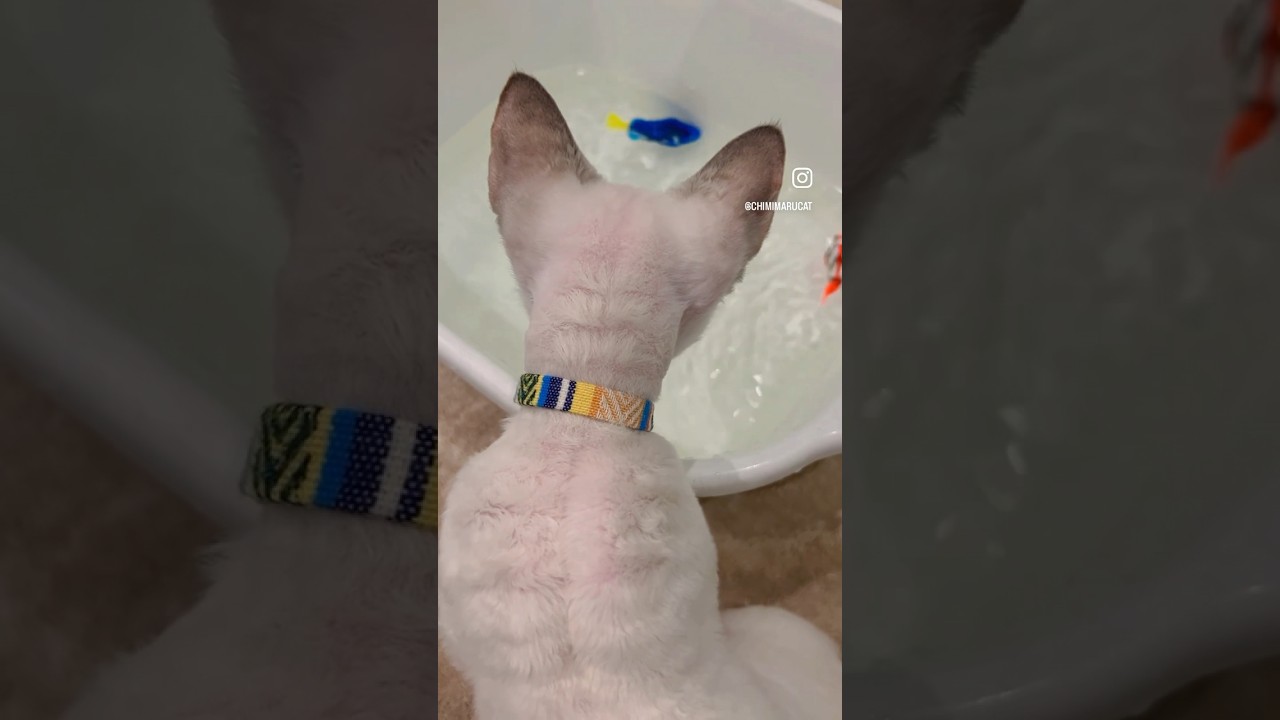 Devon Rex Cat - To help our cat get used to water, we introduced a toy fish🐠お魚と遊んでお水に慣れようね🐟💙