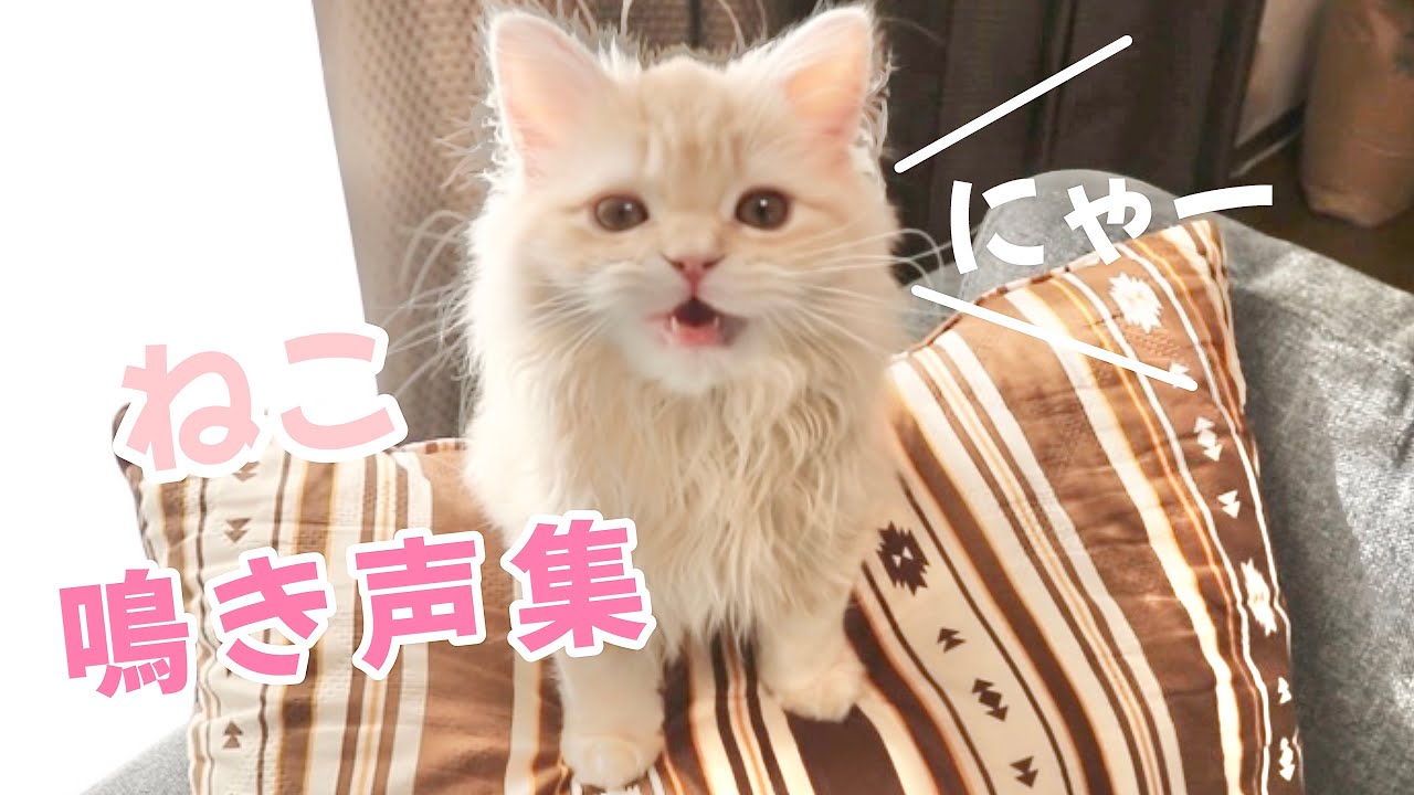 もふもふ子猫の可愛い鳴き声集♪ 【スコティッシュフォールド】