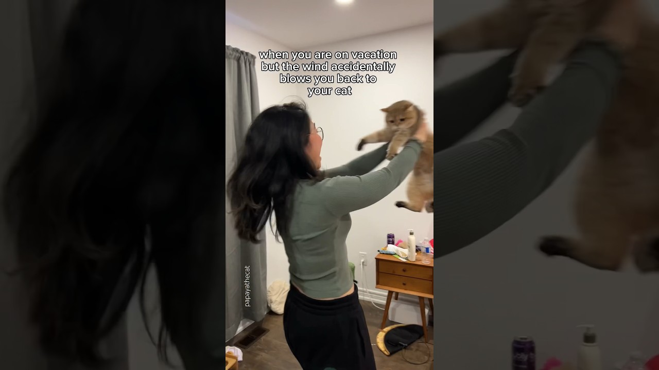 Whoops the wind was so strong 🤭😂 #cat