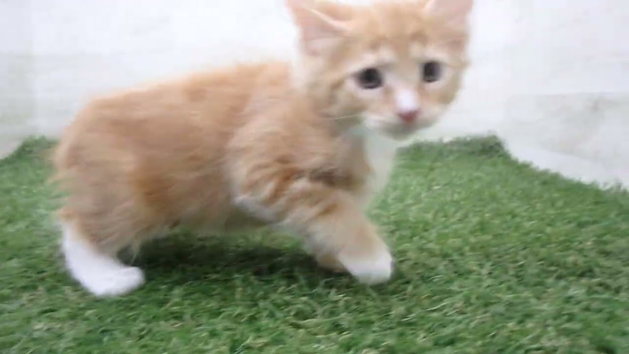 Coo&RIKU　No00667559 ターキッシュアンゴラ