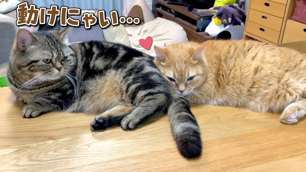 兄猫の枕にされて動けなくなっちゃった弟猫が可愛すぎた…！