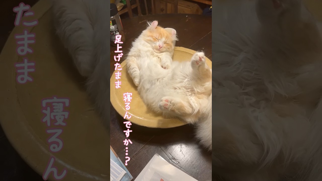 【キンカロー】足あげたまま寝るんですか？【マンチカール】#猫 #キンカロー