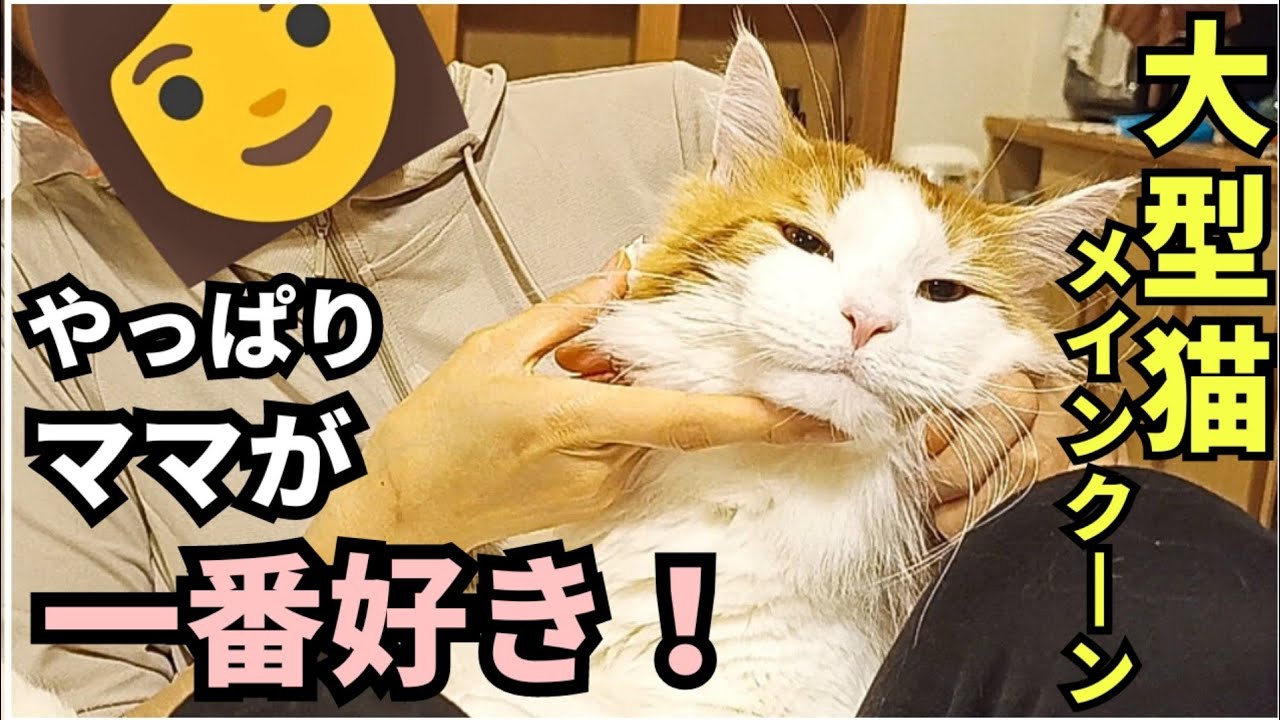 ママに夢中な、大型猫メインクーン♂
