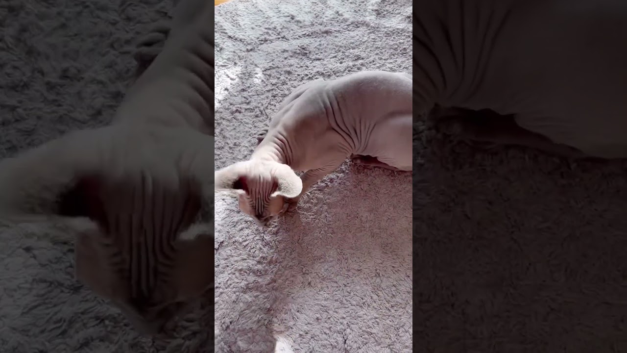 撫でてほしくて甘える毛のない猫【スフィンクス猫】