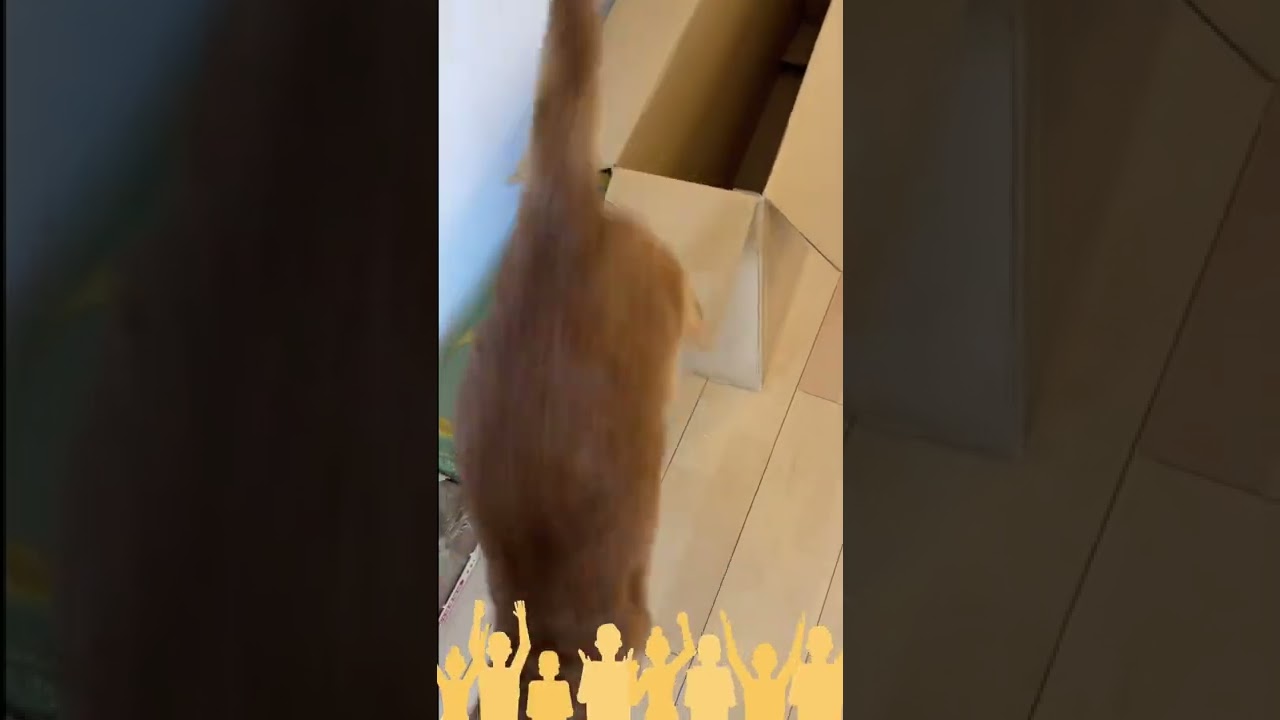 16歳アビシニアンのダンボール大脱出【猫飛んじゃった】