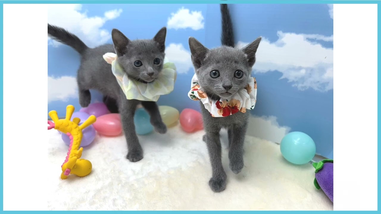 ペットショップCOO＆RIKU No00673863 ロシアンブルー