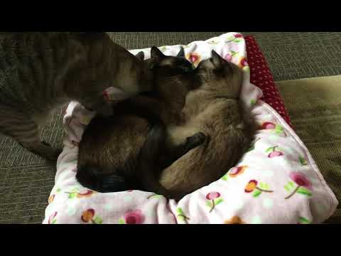 シャム猫さんたち《入りたいけど入れない。》